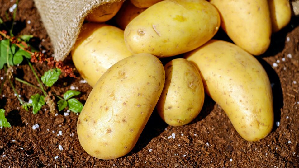 Potatoes food storage guide